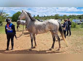 Anglo-Arab, Gelding, 10 years, 15.3 hh, Gray