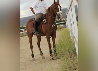Anglo-Arab, Gelding, 10 years, 15,2 hh, Chestnut-Red