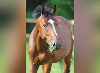 Anglo-Arab, Gelding, 10 years, 16,1 hh, Brown