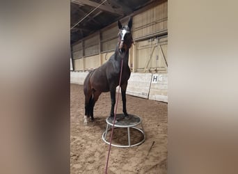 Anglo-Arab, Gelding, 10 years, 16.3 hh, Bay-Dark
