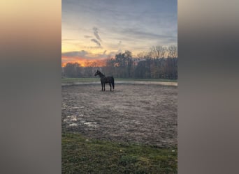 Anglo-Arab, Gelding, 10 years, 16.3 hh, Bay-Dark