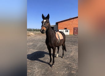 Anglo-Arab, Gelding, 10 years, 16.3 hh, Bay-Dark