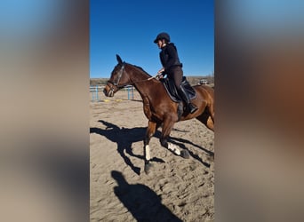 Anglo-Arab, Gelding, 10 years, 16 hh, Bay-Dark