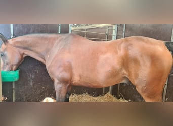 Anglo-Arab, Gelding, 10 years, 16 hh, Bay-Dark