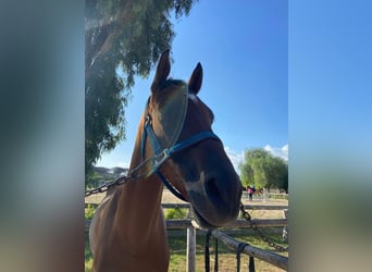 Anglo-Arab, Gelding, 10 years, 16 hh, Brown