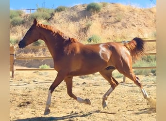 Anglo-Arab, Gelding, 10 years, 16,1 hh, Chestnut-Red