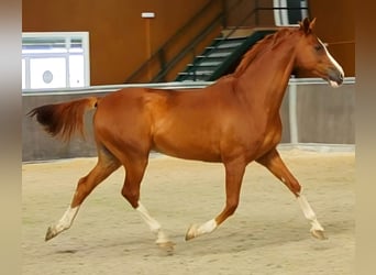 Anglo-Arab, Gelding, 10 years, 16,1 hh, Chestnut-Red