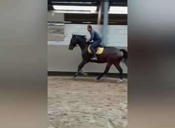 Anglo-Arab, Gelding, 10 years, 16,3 hh, Bay-Dark