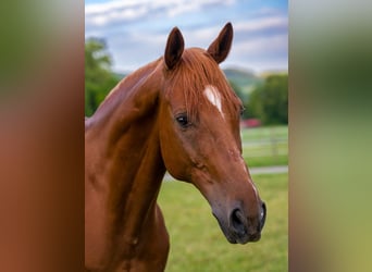 Anglo-Arab, Gelding, 11 years, 15.2 hh, Chestnut-Red