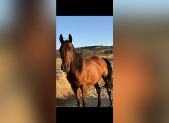 Anglo-Arab, Gelding, 11 years, 15,2 hh, Brown