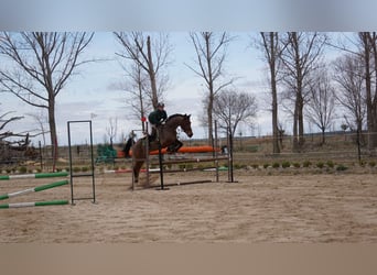 Anglo-Arabo, Wallach, 11 Jahre, 16,1 hh, Brauner