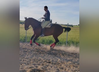 Anglo-Arab Mix, Gelding, 11 years, 16.2 hh, Brown