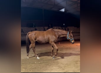 Anglo-Arab, Gelding, 11 years, 16.2 hh, Chestnut-Red