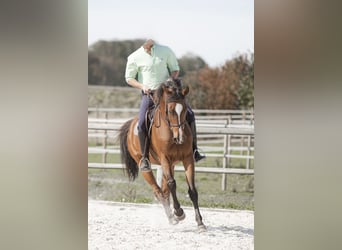 Anglo-Arab, Gelding, 11 years, 16 hh, Brown