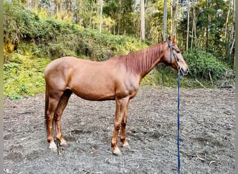 Anglo-Arab, Gelding, 11 years, 16,2 hh, Chestnut-Red