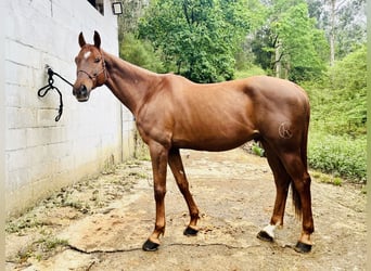 Anglo-Arab, Gelding, 11 years, 16,2 hh, Chestnut-Red