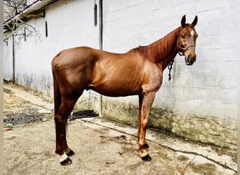 Anglo-Arab, Gelding, 11 years, 16,2 hh, Chestnut-Red