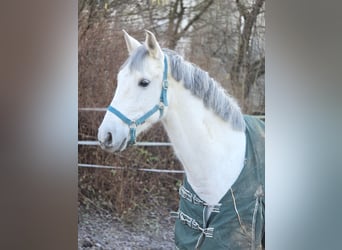 Anglo-Arab, Gelding, 12 years, 15 hh, Gray