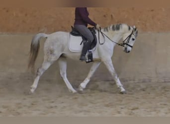 Anglo-Arab, Gelding, 12 years, 15 hh, Gray