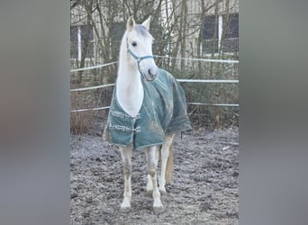 Anglo-Arab, Gelding, 12 years, 15 hh, Gray