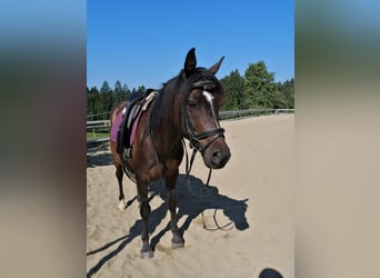 Anglo-Arab, Gelding, 12 years, 15,1 hh, Bay-Dark