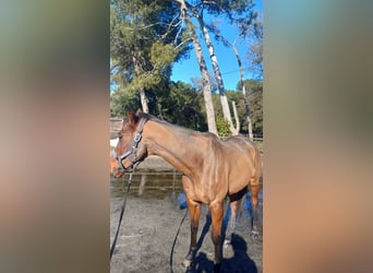 Anglo-Arab, Gelding, 12 years, 15,3 hh, Brown
