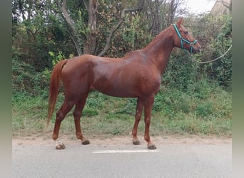 Anglo-Arab, Gelding, 12 years, 16.2 hh, Chestnut-Red