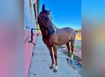 Anglo-Arab, Gelding, 12 years, 16 hh, Sorrel