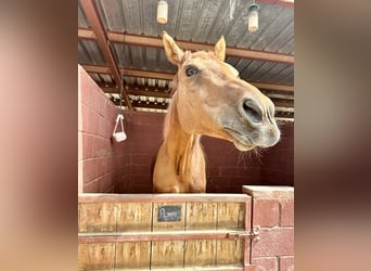 Anglo-Arab, Gelding, 12 years, 17 hh, Brown