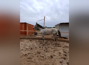 Anglo-Arab, Gelding, 12 years, 17 hh, Grey