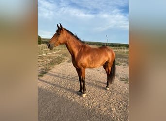 Anglo-Arab Mix, Gelding, 12 years, Brown-Light