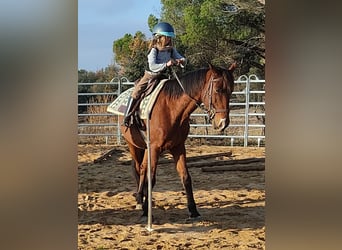 Anglo-Arab Mix, Gelding, 12 years, Brown-Light