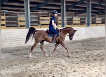 Anglo-Arab, Gelding, 13 years, 15 hh, Chestnut-Red