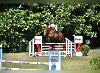 Anglo-Arab, Gelding, 13 years, 16 hh, Chestnut-Red