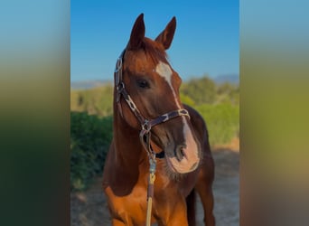 Anglo-Arab, Gelding, 13 years, Chestnut-Red