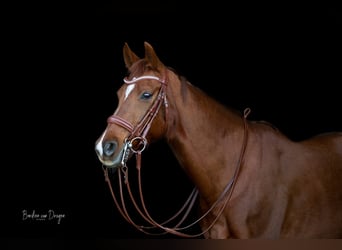 Anglo-Arab, Gelding, 14 years, 15.1 hh, Chestnut-Red