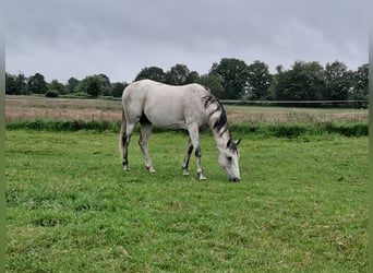 Anglo-Arab, Gelding, 14 years, 15.2 hh, Gray