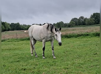 Anglo-Arab, Gelding, 14 years, 15.2 hh, Gray