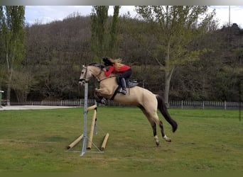 Anglo-Arab Mix, Gelding, 14 years, 16 hh, Dun