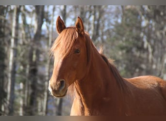 Anglo-Arab, Gelding, 15 years, 14.2 hh, Chestnut-Red