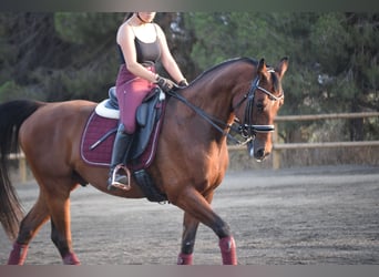 Anglo-Arab, Gelding, 15 years, 15.1 hh, Bay
