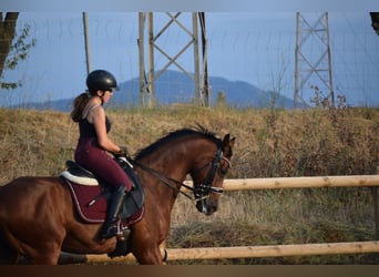 Anglo-Arab, Gelding, 15 years, 15.1 hh, Bay
