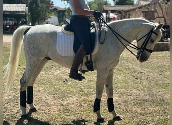 Anglo-Arabo Mix, Wallach, 15 Jahre, 15,2 hh, Schimmel