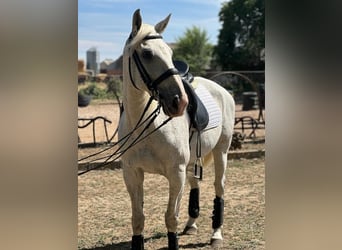 Anglo-Arabo Mix, Wallach, 15 Jahre, 15,2 hh, Schimmel