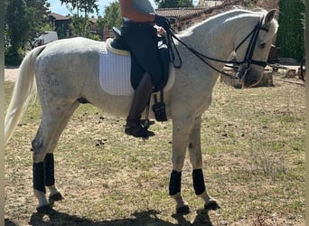 Anglo-Arab Mix, Gelding, 15 years, 15,2 hh, Gray