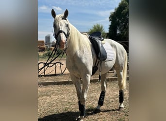 Anglo-Arabo Mix, Wallach, 15 Jahre, 15,2 hh, Schimmel