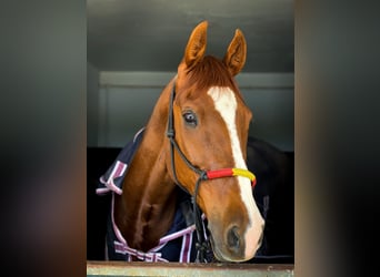 Anglo-Arab, Gelding, 15 years, 16.1 hh, Sorrel