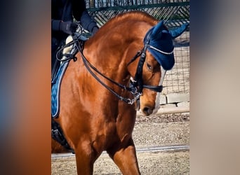 Anglo-Arab, Gelding, 15 years, 16.1 hh, Sorrel