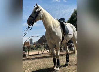 Anglo-Arab Mix, Gelding, 16 years, 15.2 hh, Grey