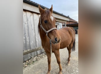 Anglo-Arab, Gelding, 16 years, 15 hh, Chestnut-Red